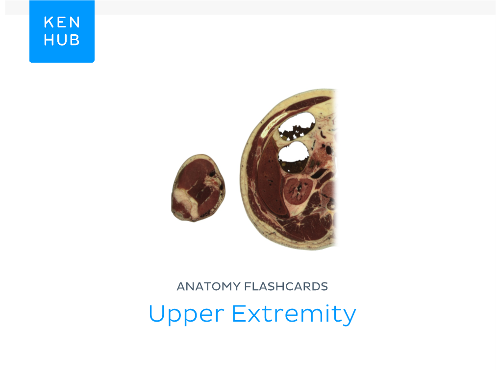 Anatomy Flashcards: Upper Extremity