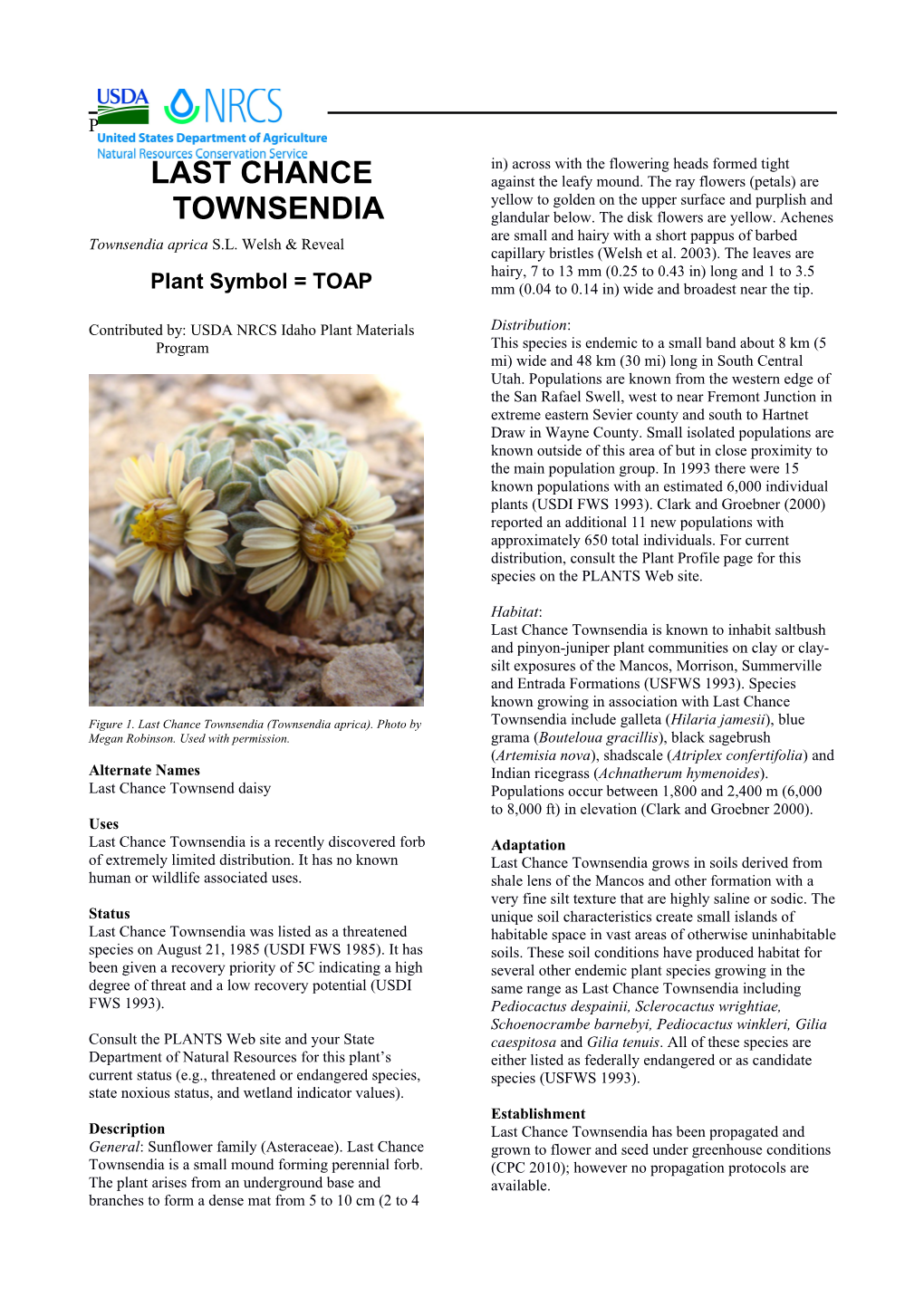 Last Chance Townsendia (Townsendia Aprica) Plant Guide