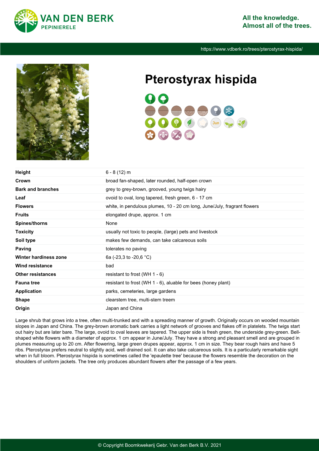 Pterostyrax Hispida