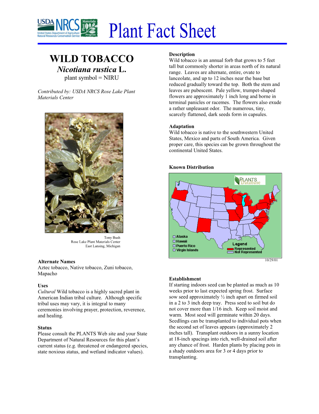 Wild Tobacco Plant Fact Sheet