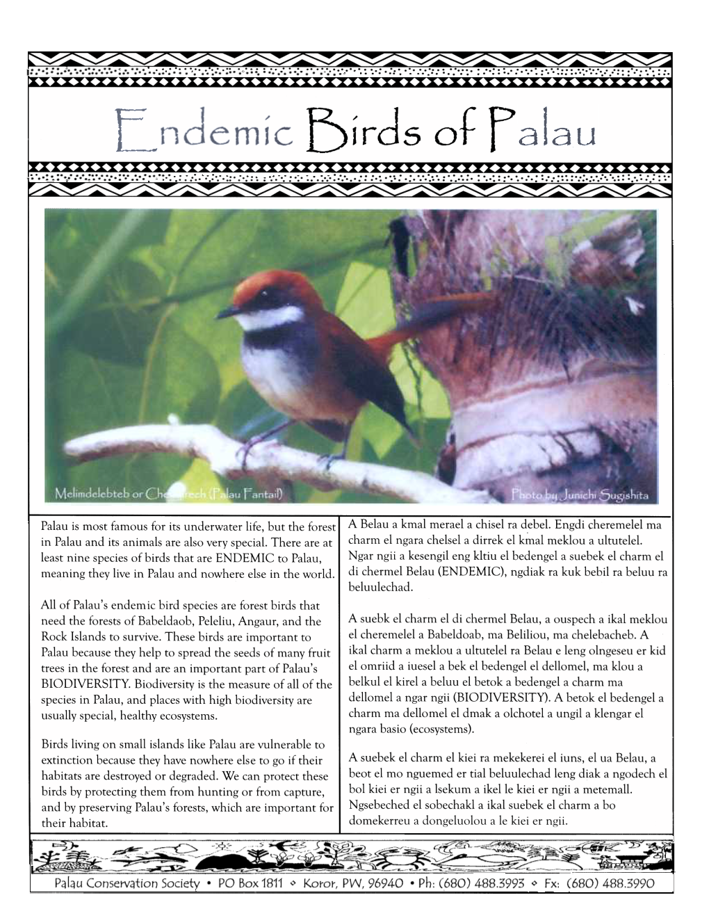 Endemic Birds of Palau