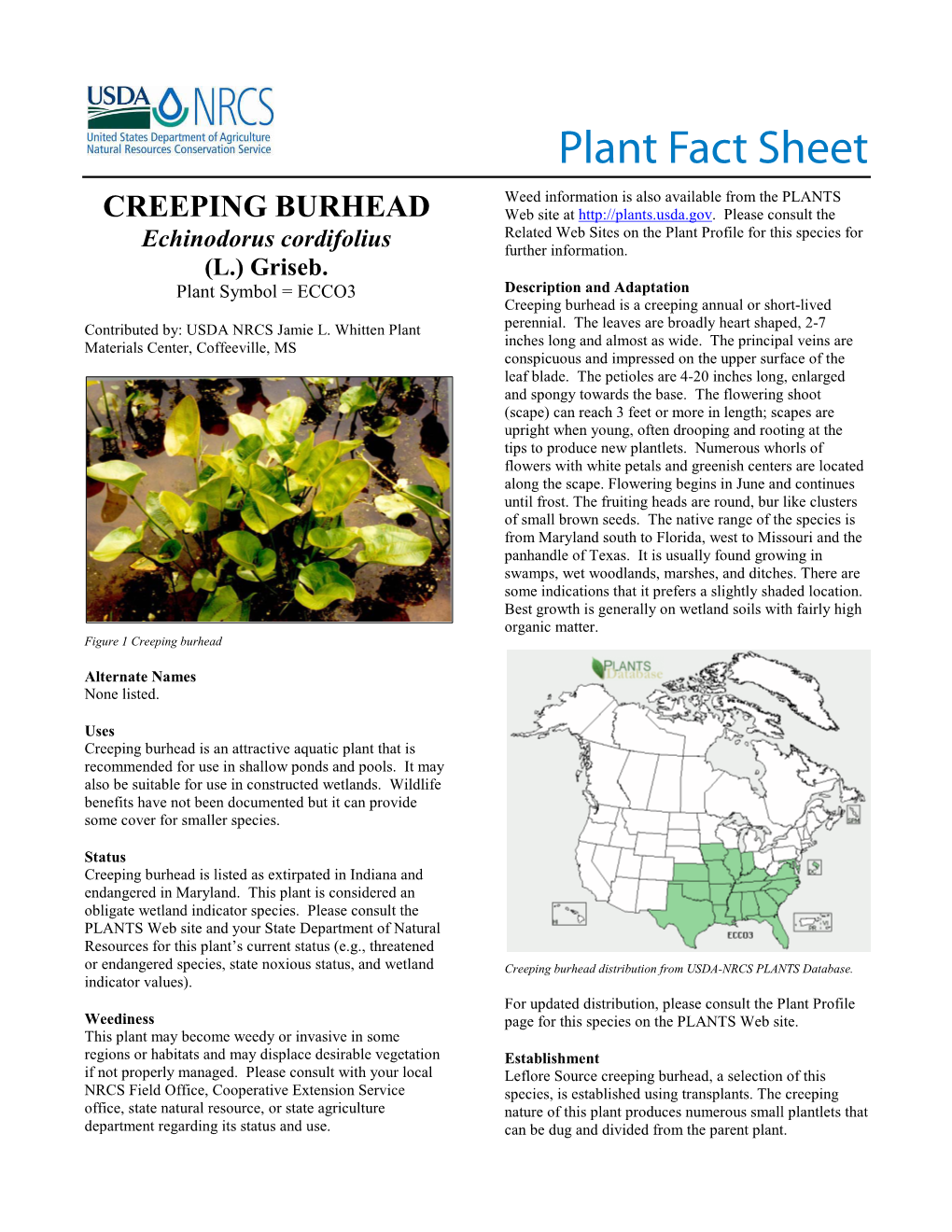 Creeping Burhead (Echinodrus Cordifolius) Plant Fact Sheet