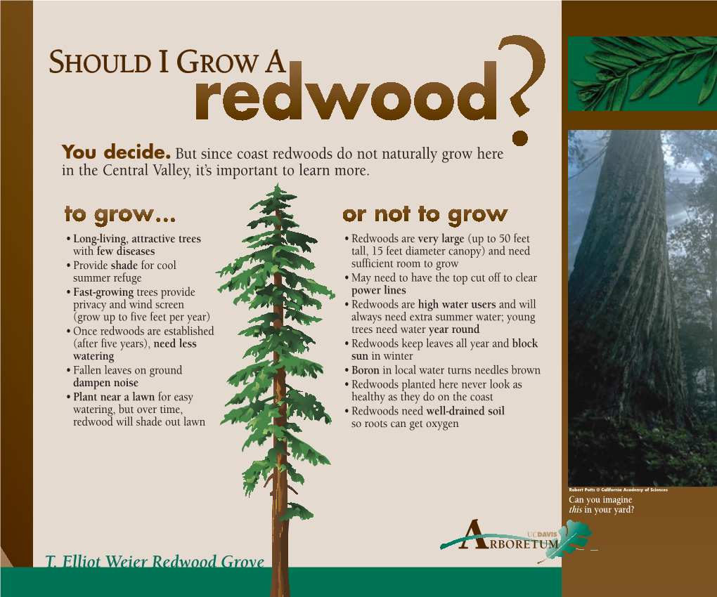 Redwood Trees Grow? Trees Live?