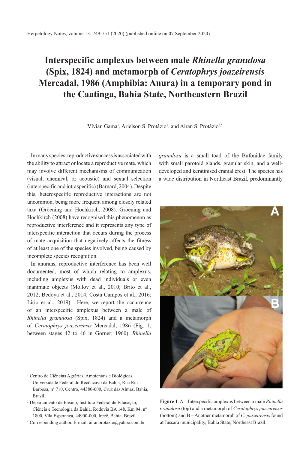 Interspecific Amplexus Between Male Rhinella Granulosa (Spix