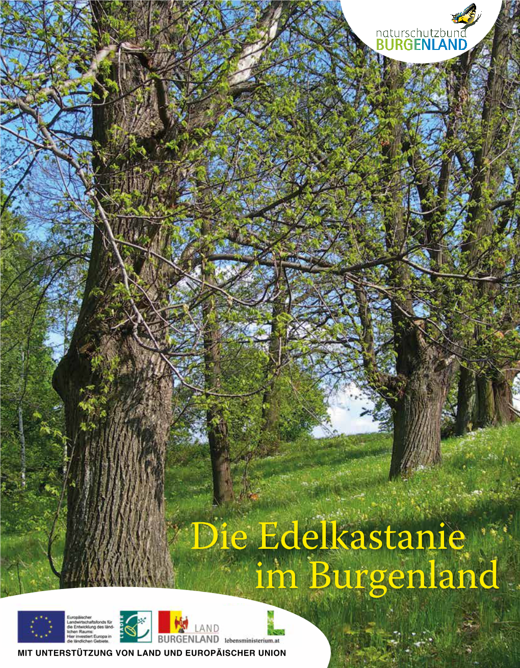 Die Edelkastanie Im Burgenland