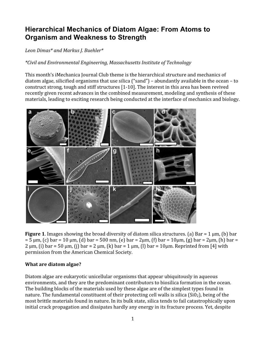 Hierarchical Mechanics of Diatom Algae: from Atoms to Organism and Weakness to Strength