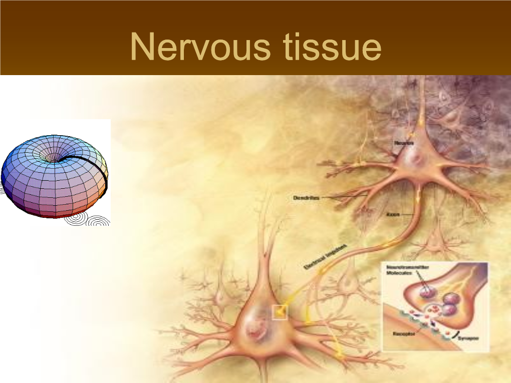 Nerve Tissue