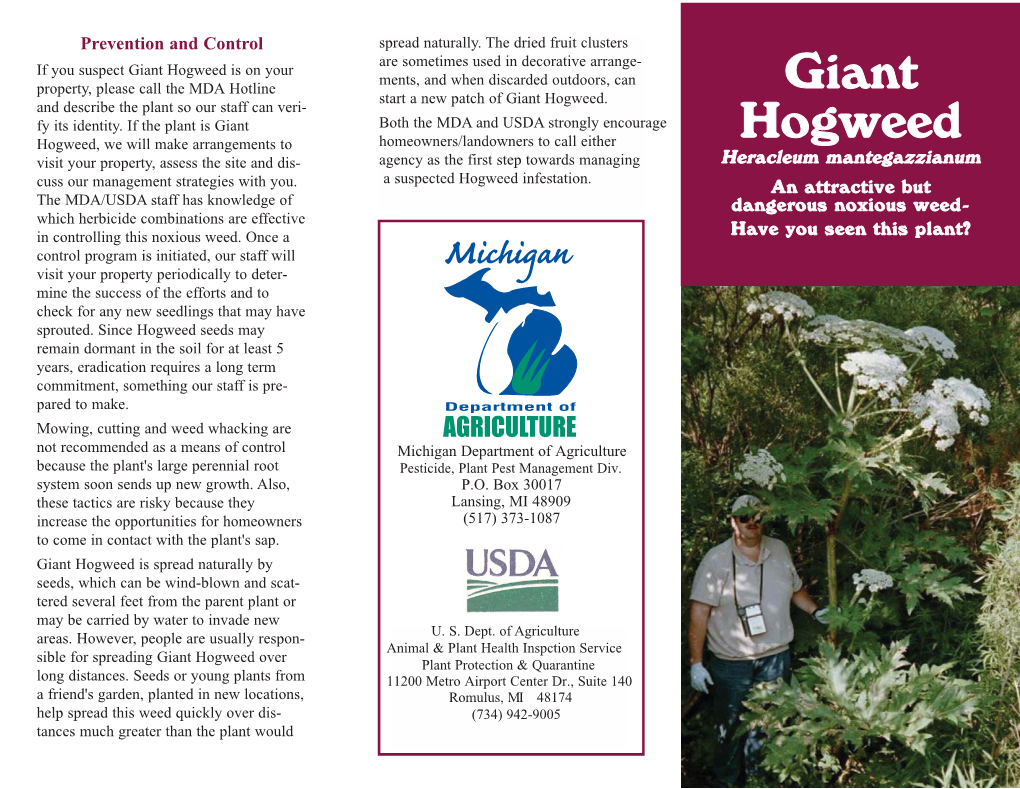 Giant Hogweed Is on Your Ments, and When Discarded Outdoors, Can Property, Please Call the MDA Hotline Giant Start a New Patch of Giant Hogweed