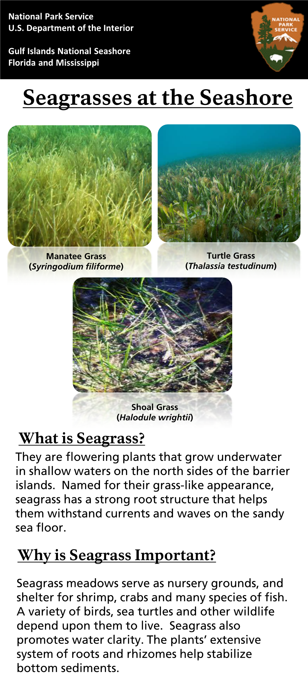 National Park Service U.S. Department of the Interior Sea Grass Gulf Islands National Seashore Florida and Mississippi Seagrasses at the Seashore