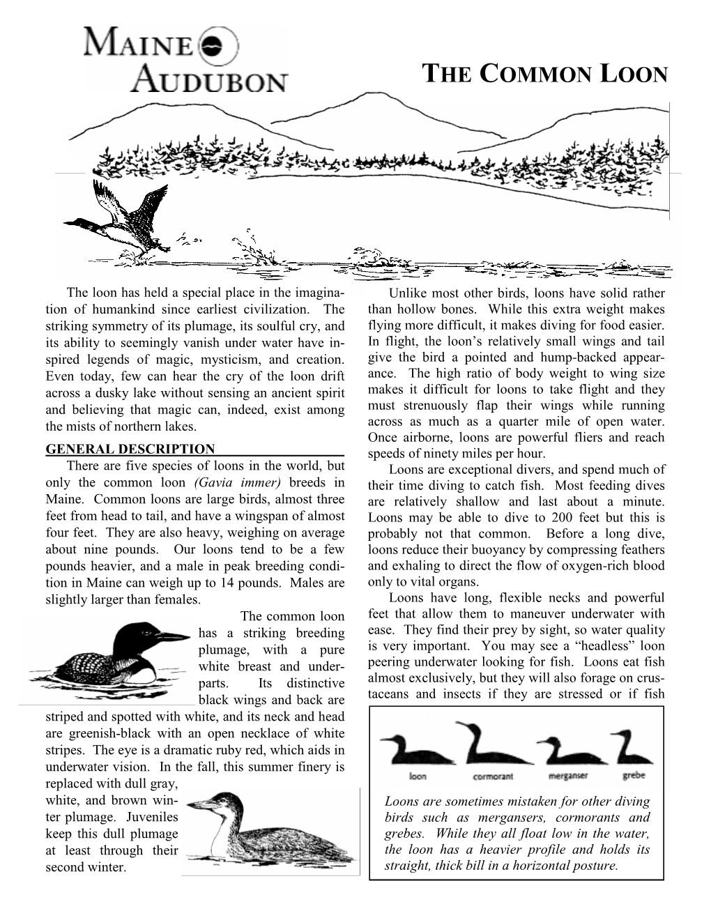 The Common Loon (Gavia Immer) Breeds in Their Time Diving to Catch Fish