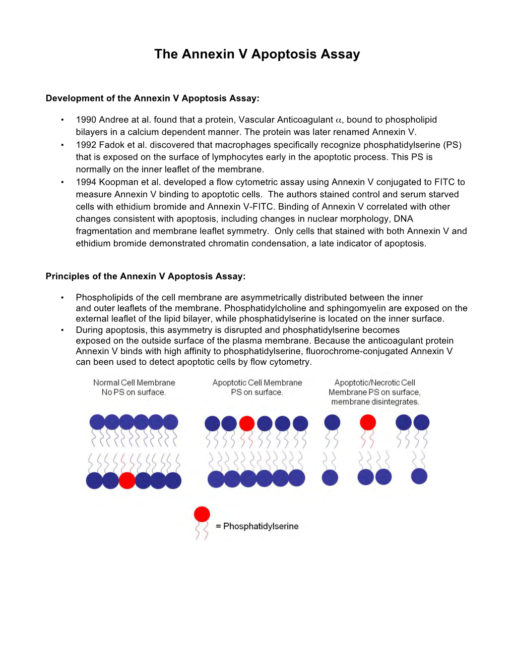 Annexin V/PI Staining for Apoptosis