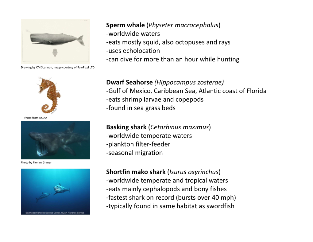 Shortfin Mako Shark (Isurus Oxyrinchus) -Worldwide Temperate