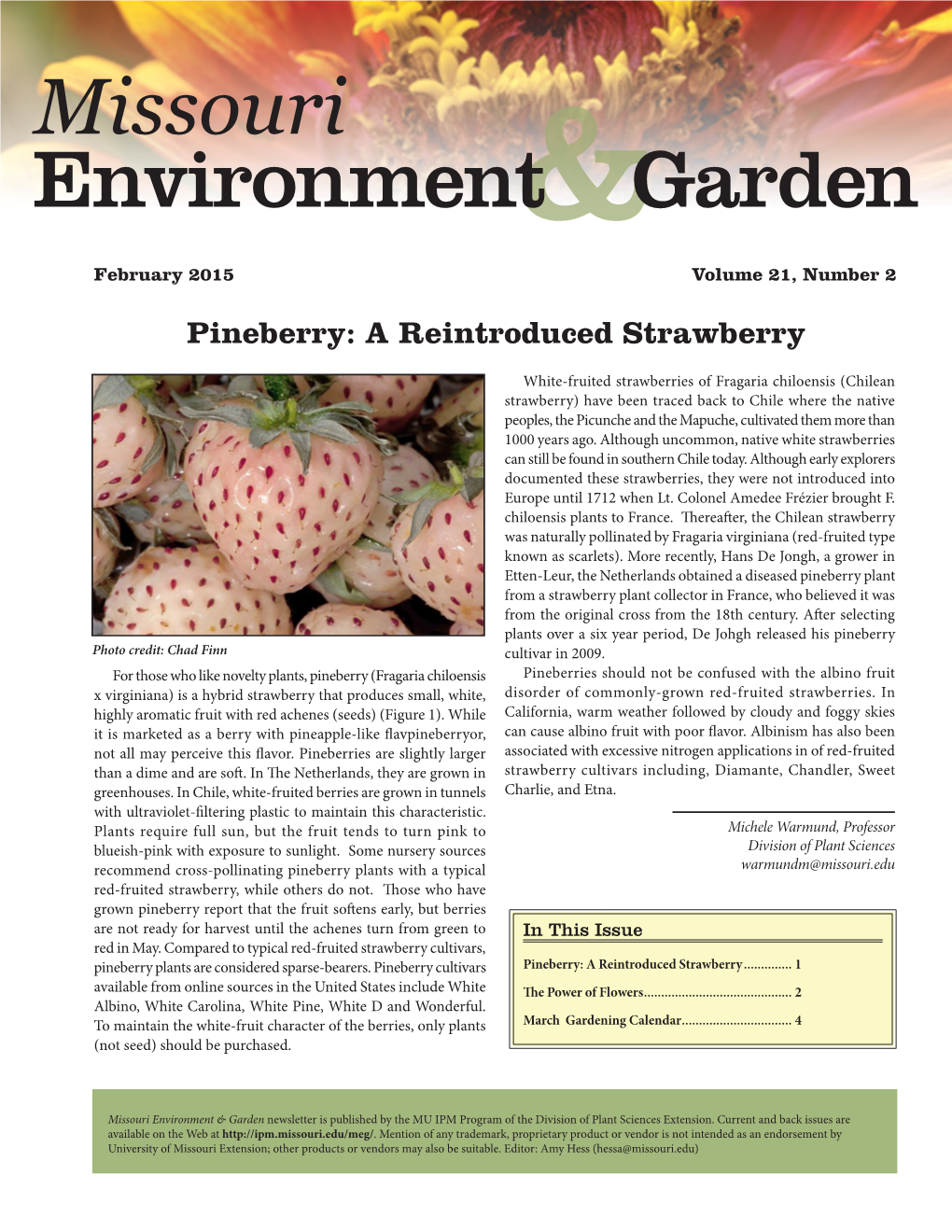 Pineberry: a Reintroduced Strawberry