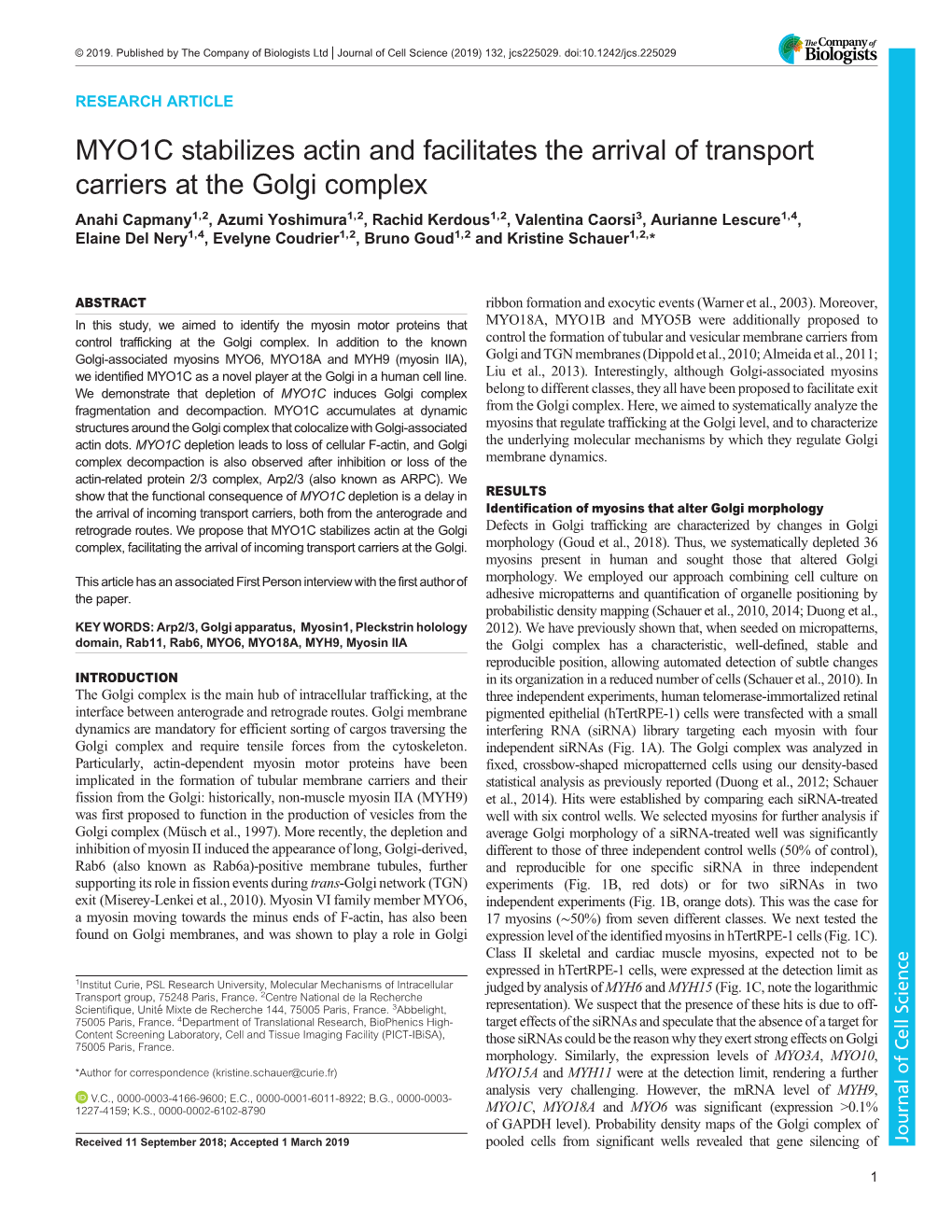 MYO1C Stabilizes Actin and Facilitates the Arrival of Transport Carriers at The