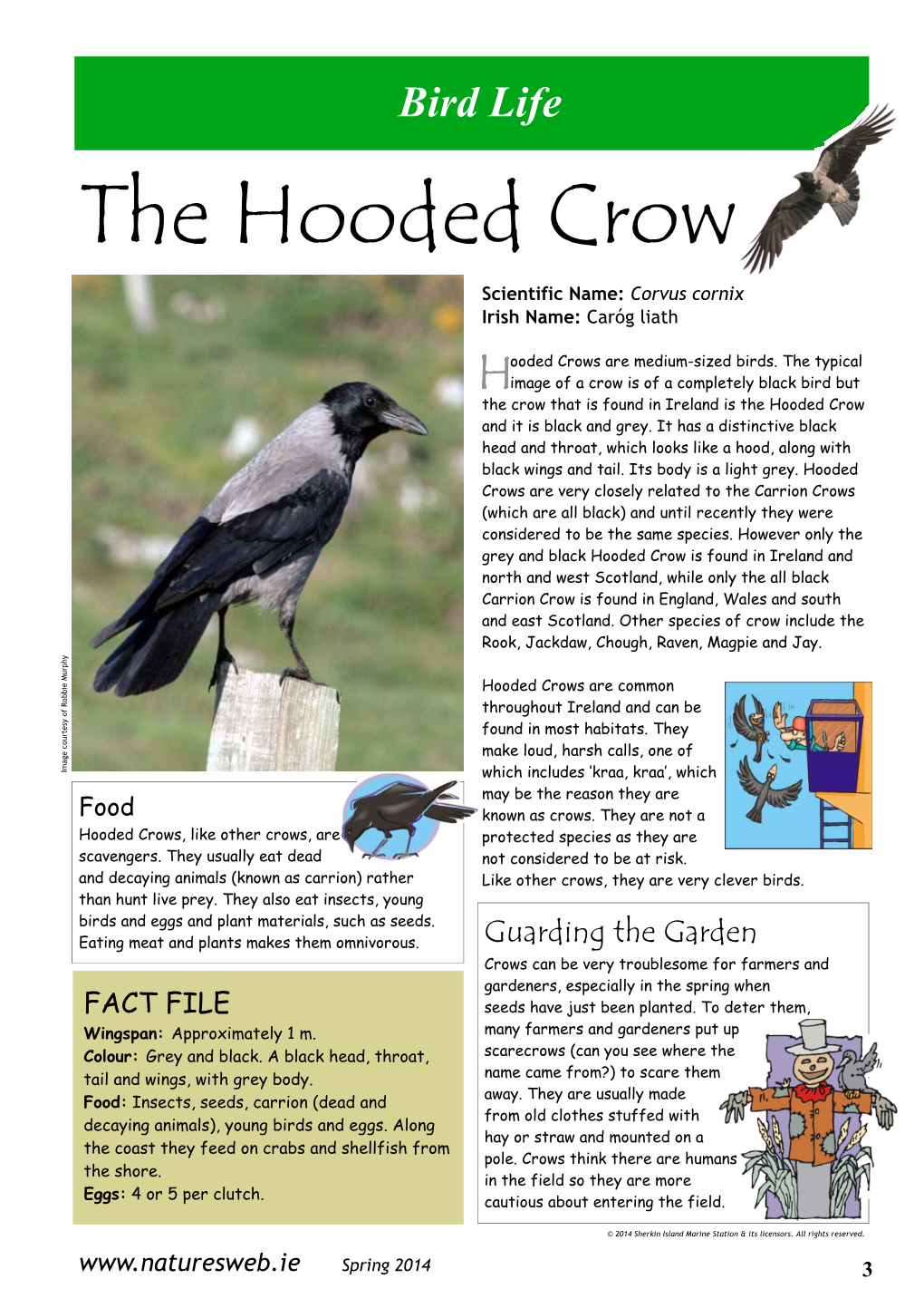 The Hooded Crow Scientific Name: Corvus Cornix Irish Name: Caróg Liath