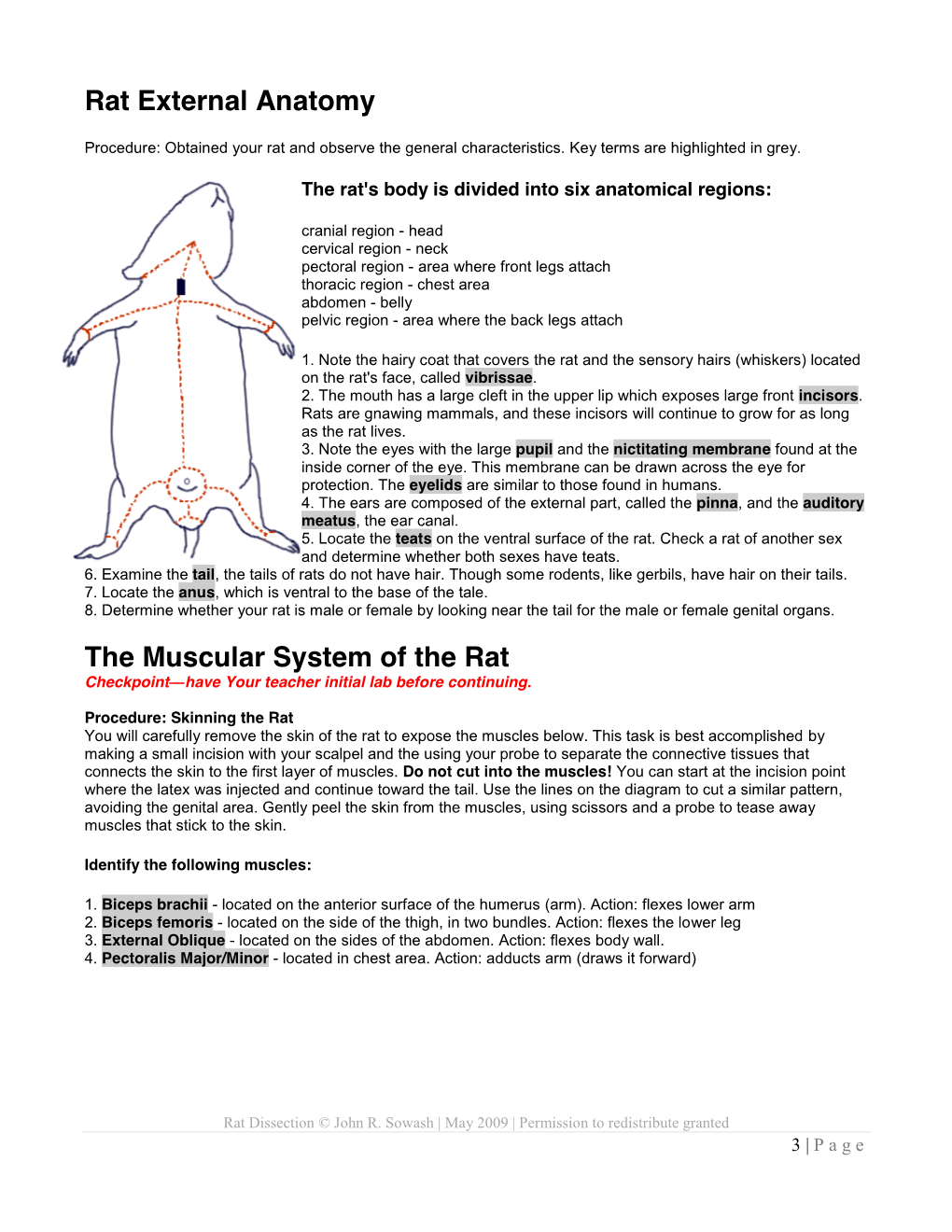 Rat External Anatomy the Muscular System of The