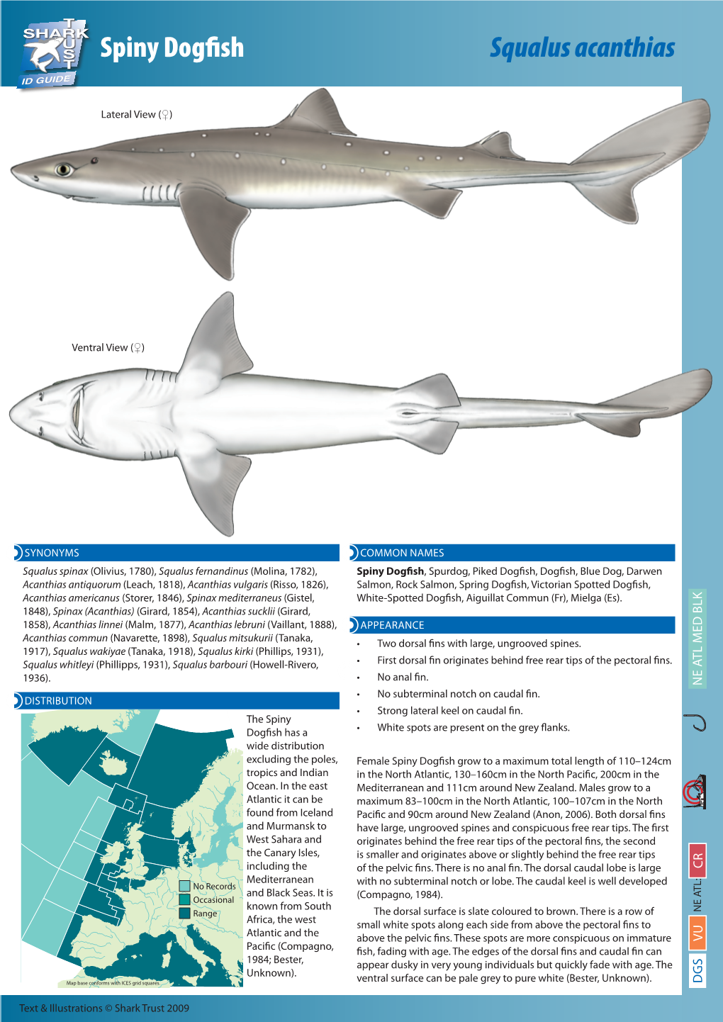 Spiny Dogfish Squalus Acanthias