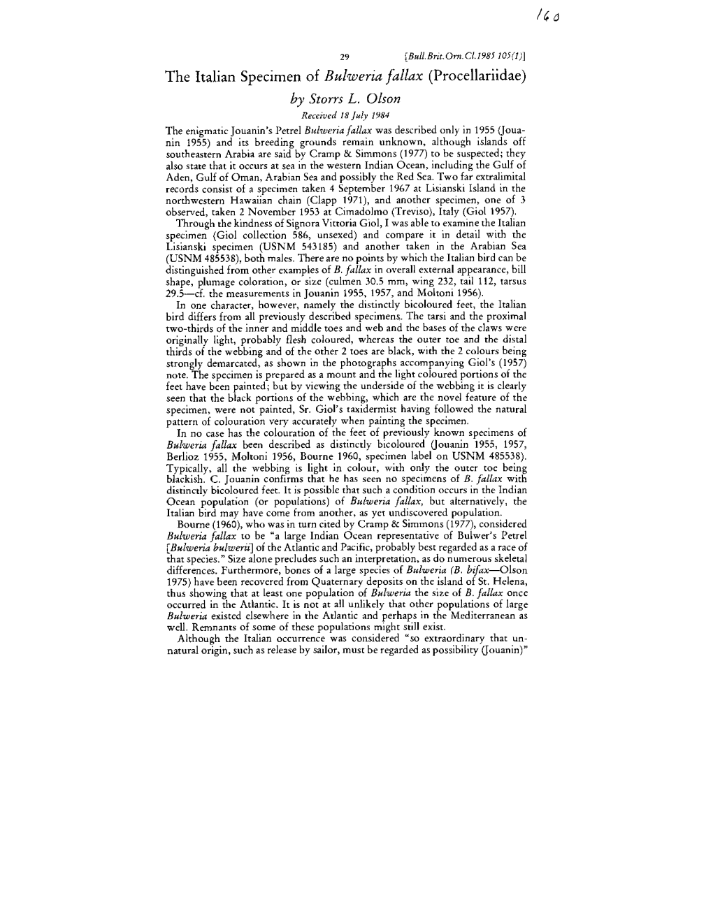 4 a the Italian Specimen of Bulweria Fallax (Procellariidae) by Storrs L. Olson