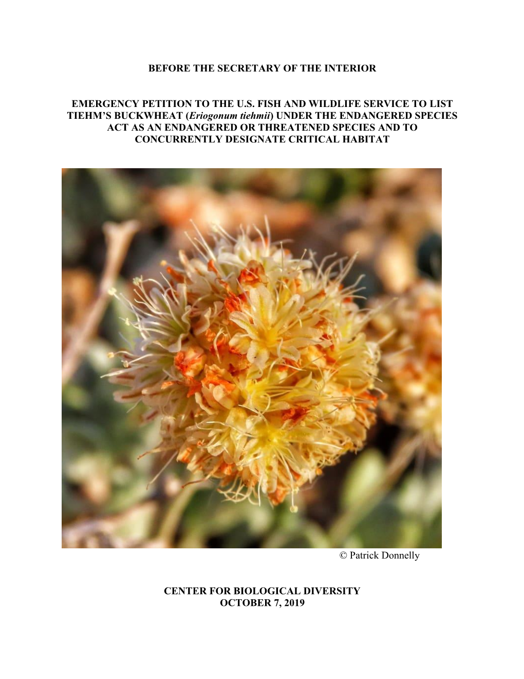 Tiehm's Buckwheat (Eriogonum Tiehmii)”, U.S