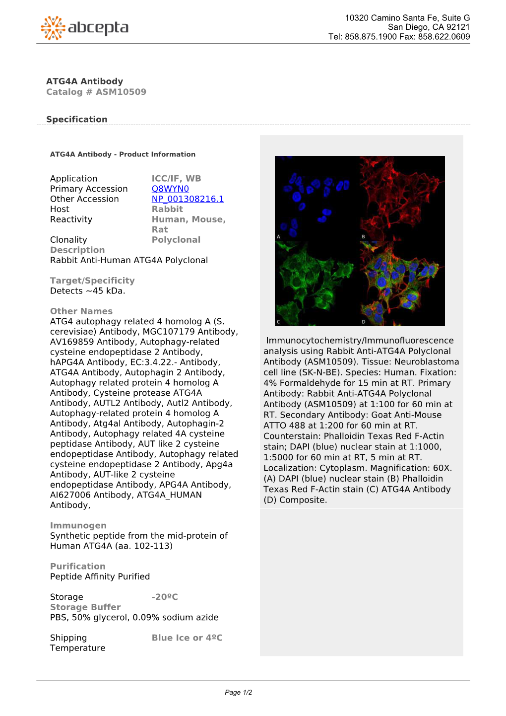 ATG4A Antibody Catalog # ASM10509