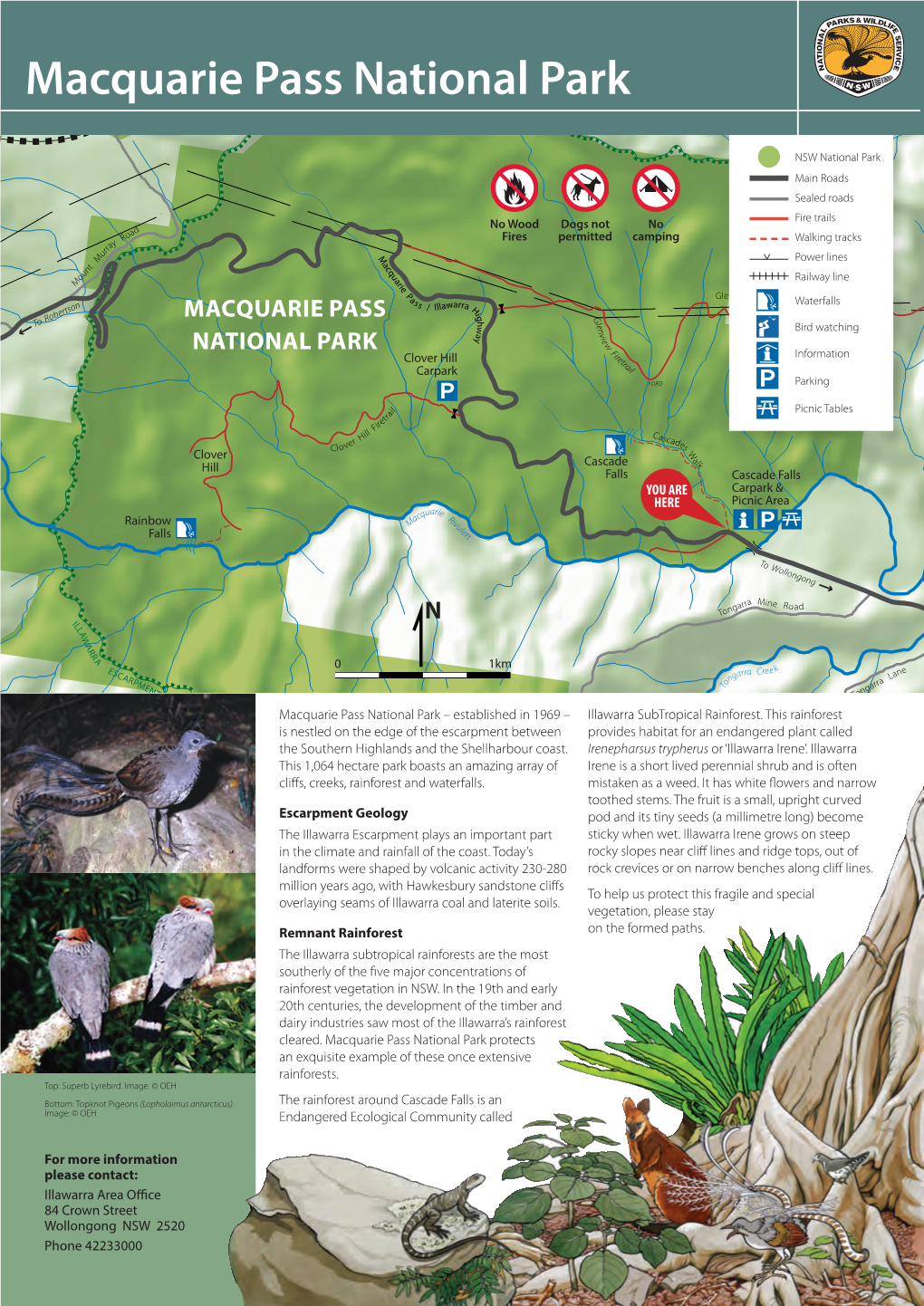 Macquarie Pass National Park – Established in 1969 – Illawarra Subtropical Rainforest