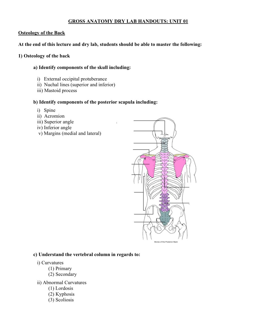 UNIT 01 Osteology of the Back at the End of This Lecture and Dry Lab