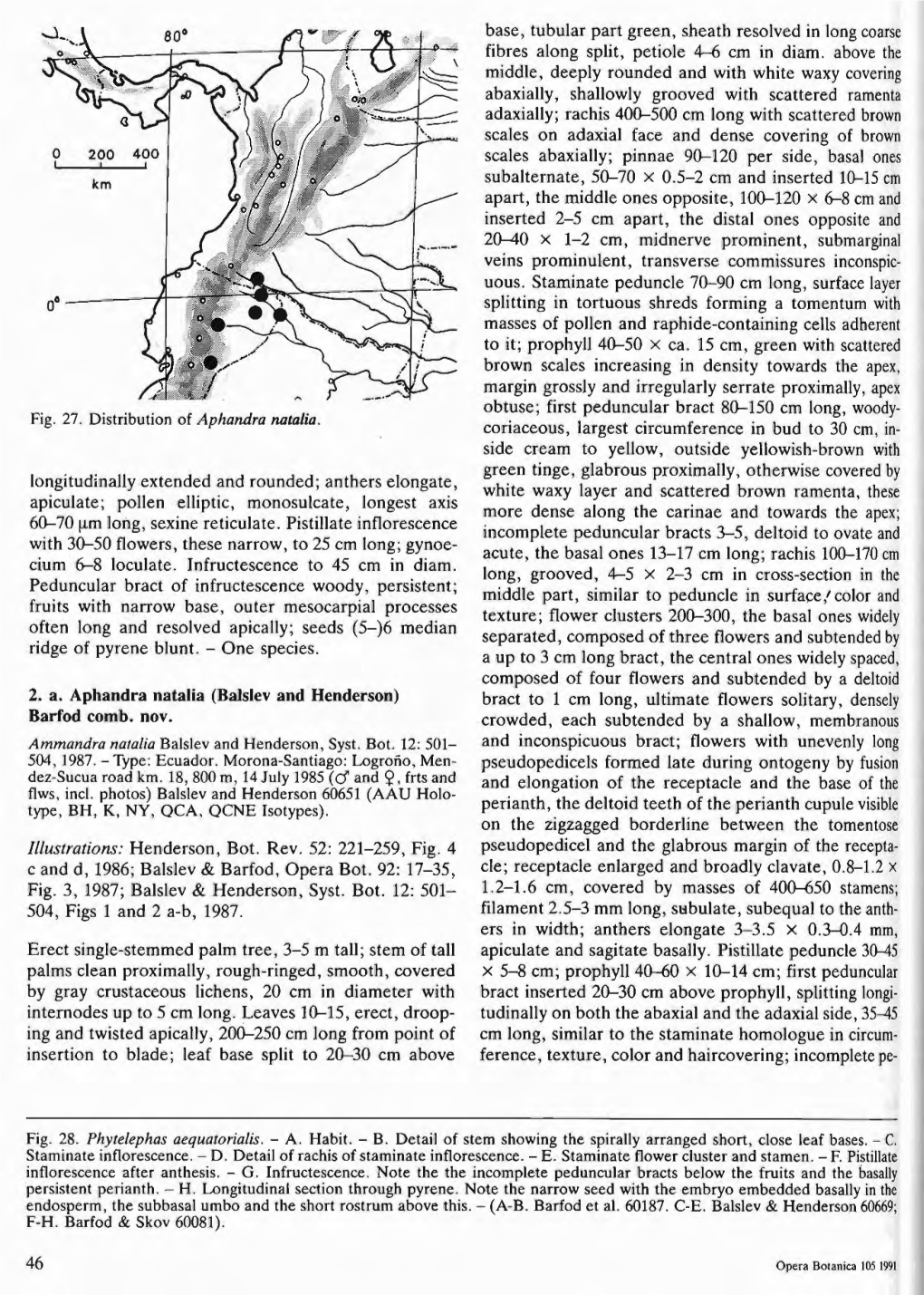 Fig. 27. Distribution of Aphandra Natalia. Longitudinally Extended And