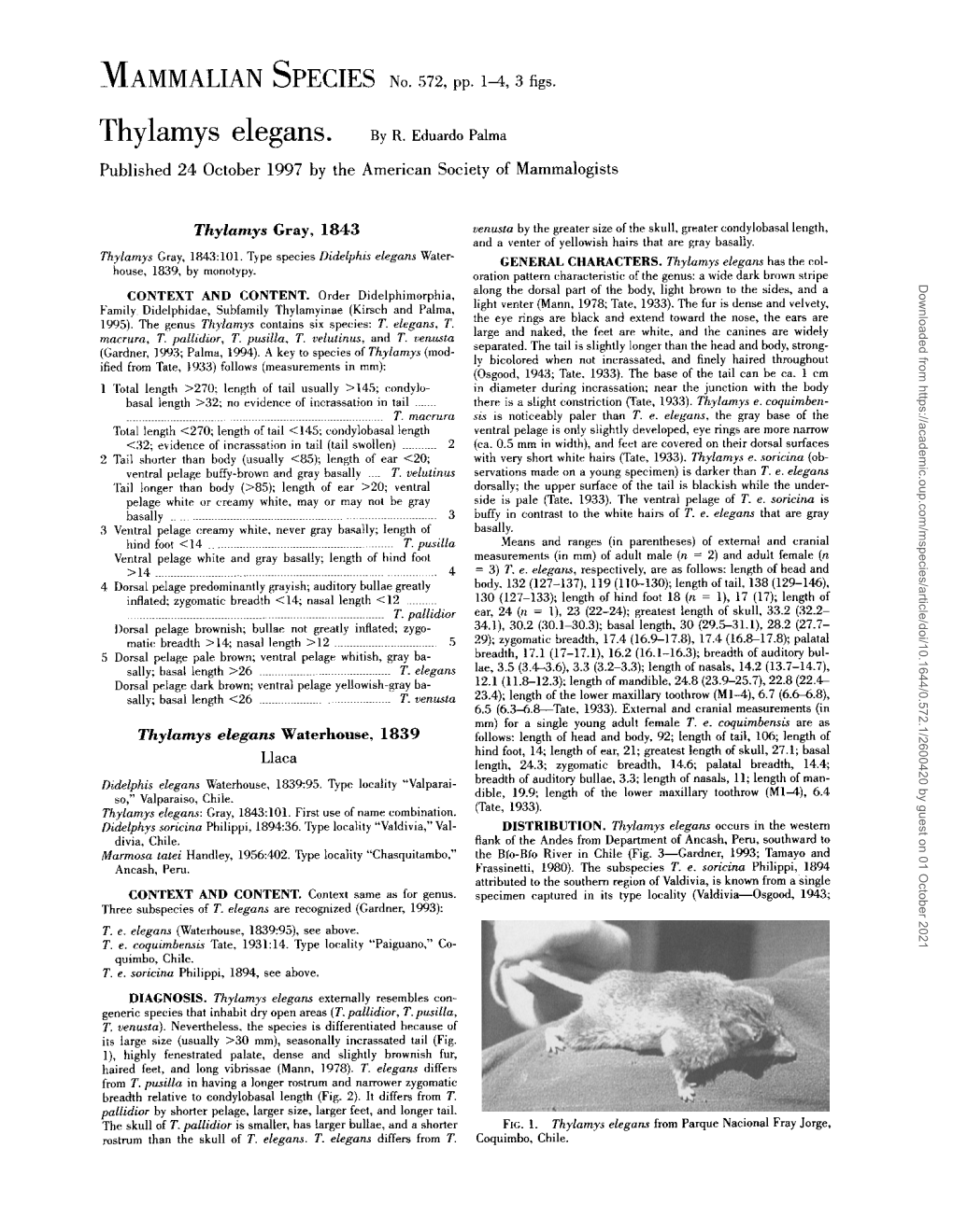 Thylamys Elegans. by R. Eduardo Palma Published 24 October 1997 by the American Society of Mammalogists