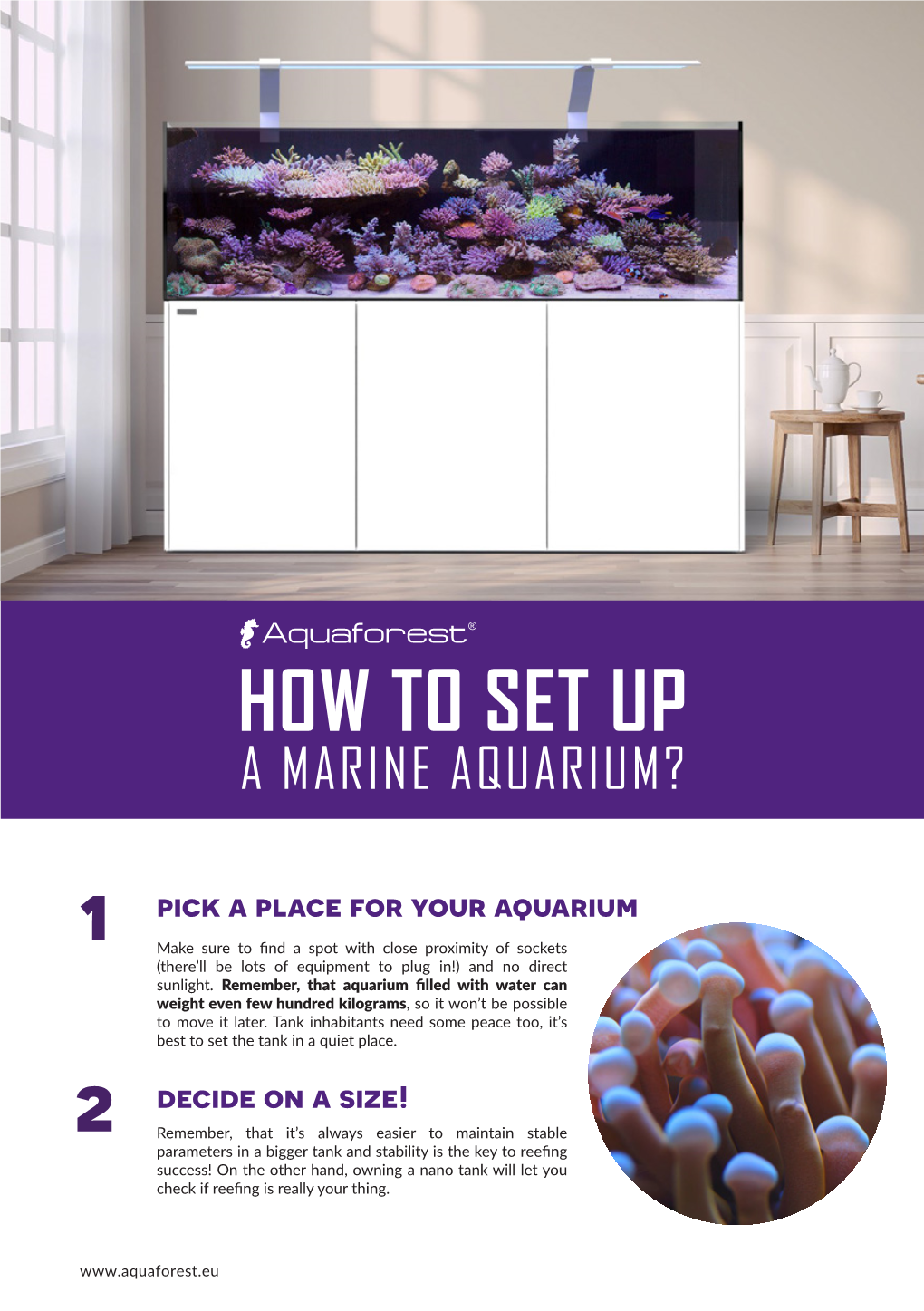 How to Set up Marine Aquarium