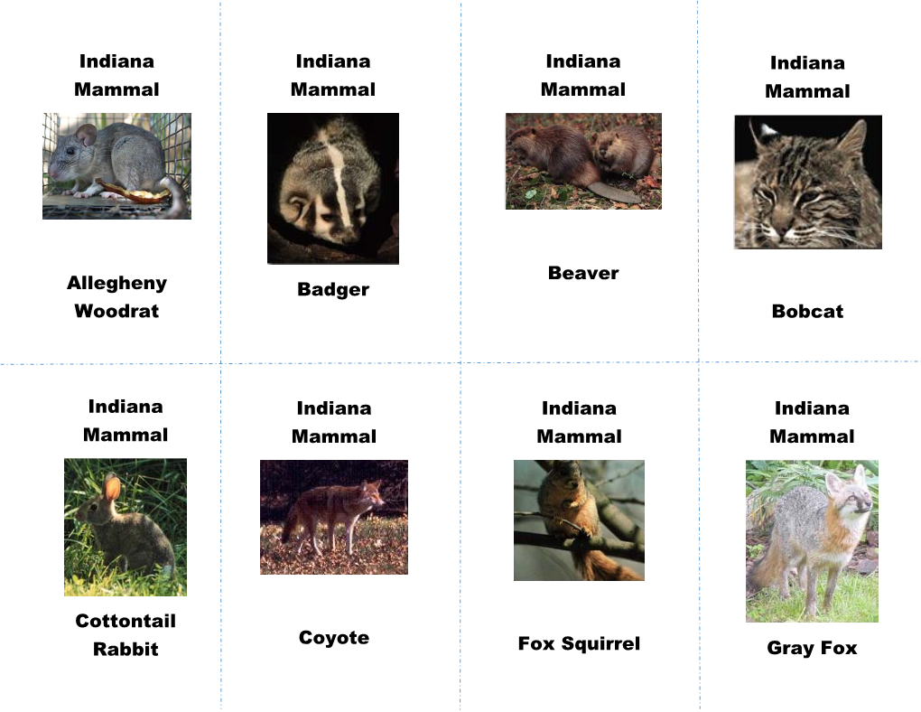 Indiana Mammal Allegheny Woodrat Indiana Mammal Badger Indiana Mammal Beaver Indiana Mammal Bobcat Indiana Mammal Cottontail