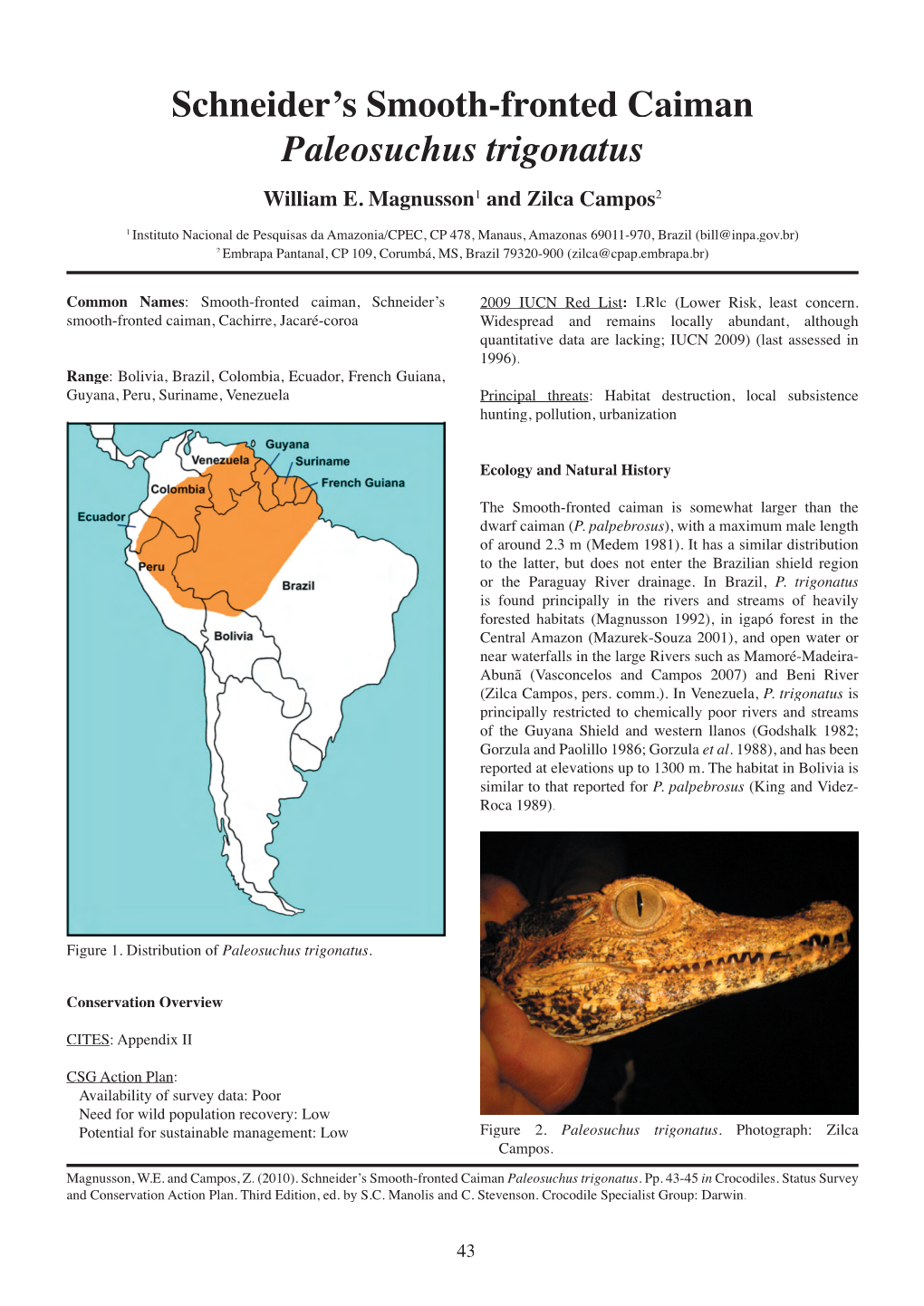 Schneider's Smooth-Fronted Caiman Paleosuchus Trigonatus