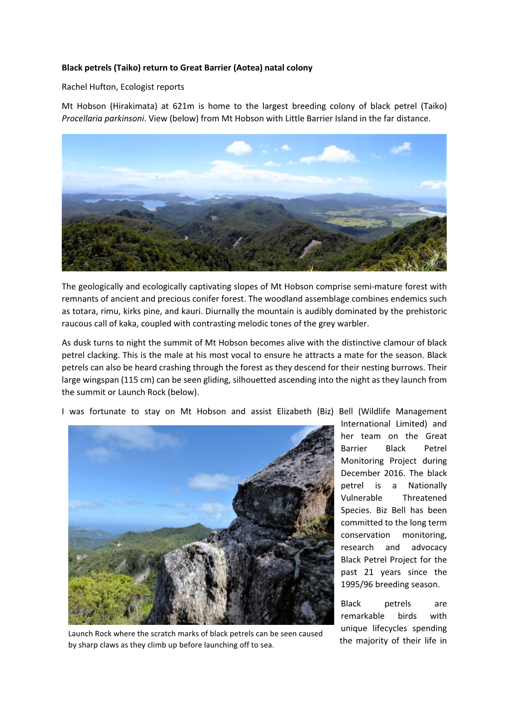 Black Petrels (Taiko) Return to Great Barrier (Aotea) Natal Colony