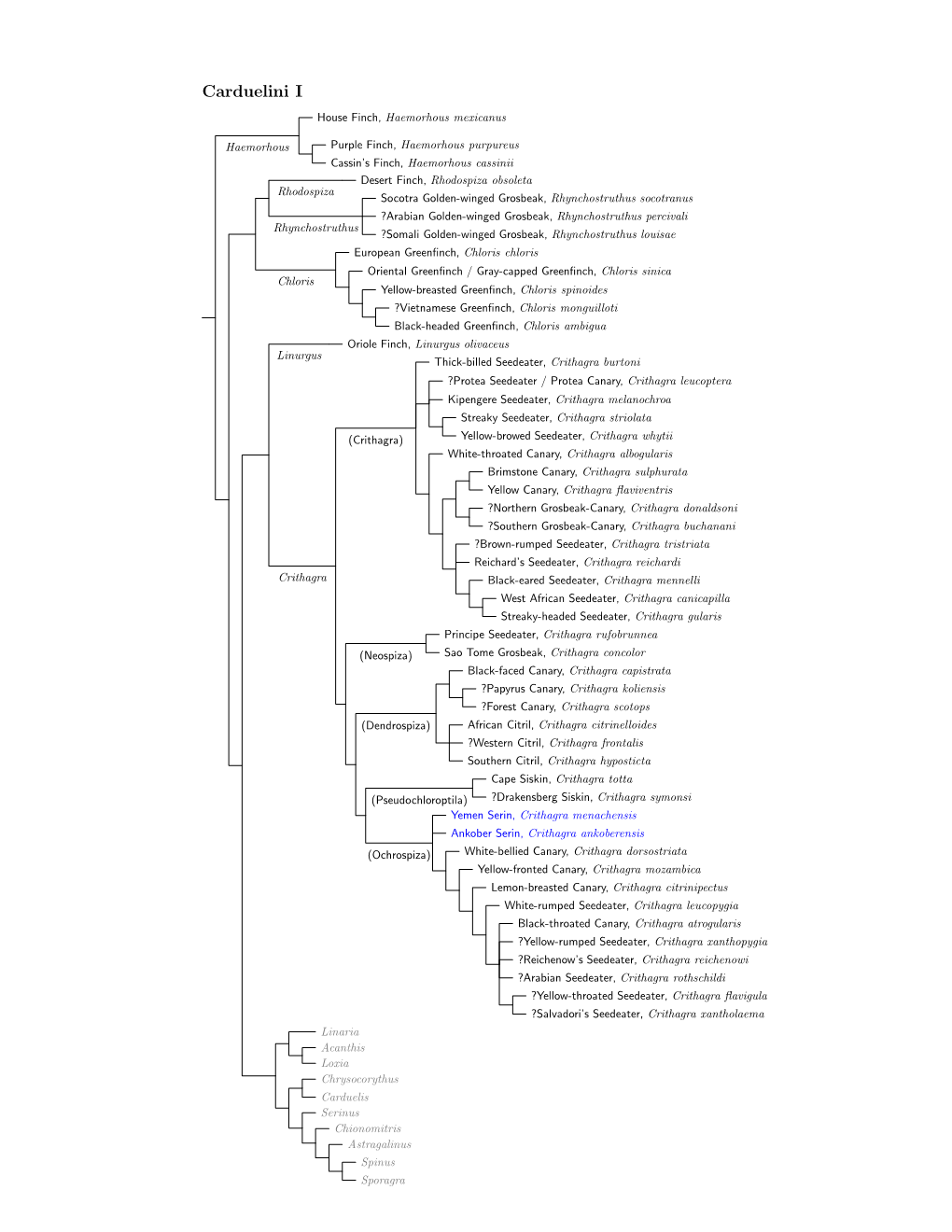 Carduelini Species Tree