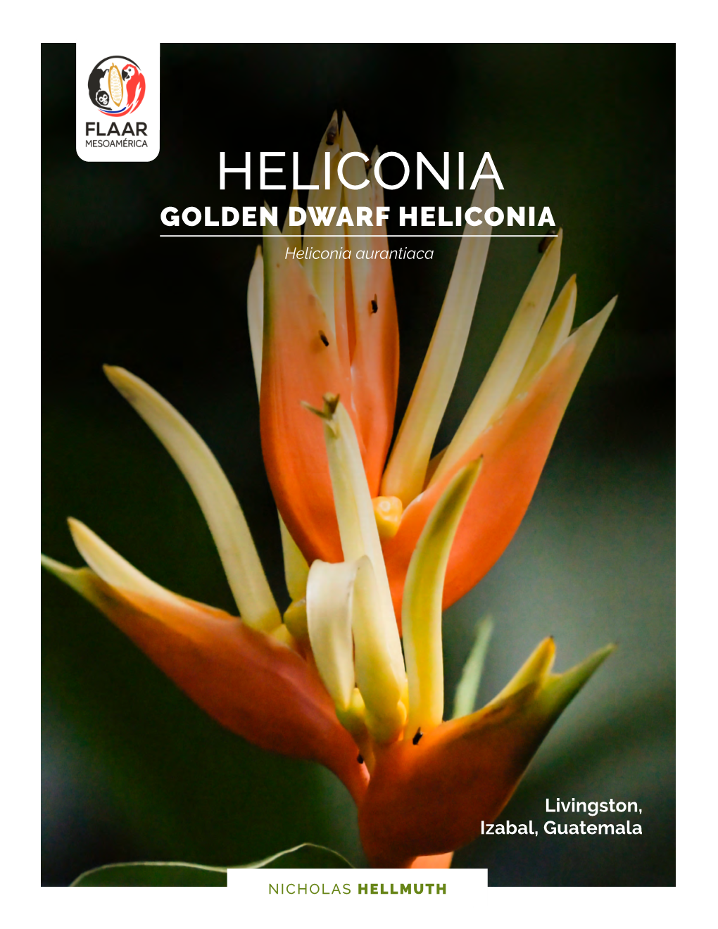 GOLDEN DWARF HELICONIA Heliconia Aurantiaca