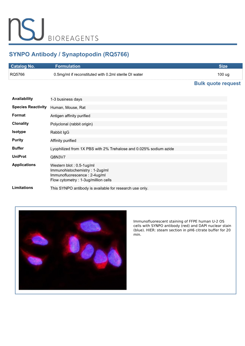 SYNPO Antibody / Synaptopodin (RQ5766)