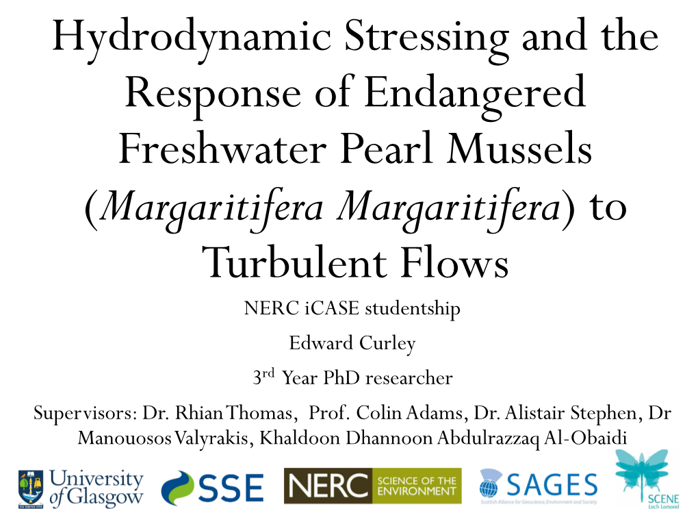 Hydrodynamic Stressing and the Response of Endangered Freshwater Pearl Mussels (Margaritifera Margaritifera) to Turbulent Flows