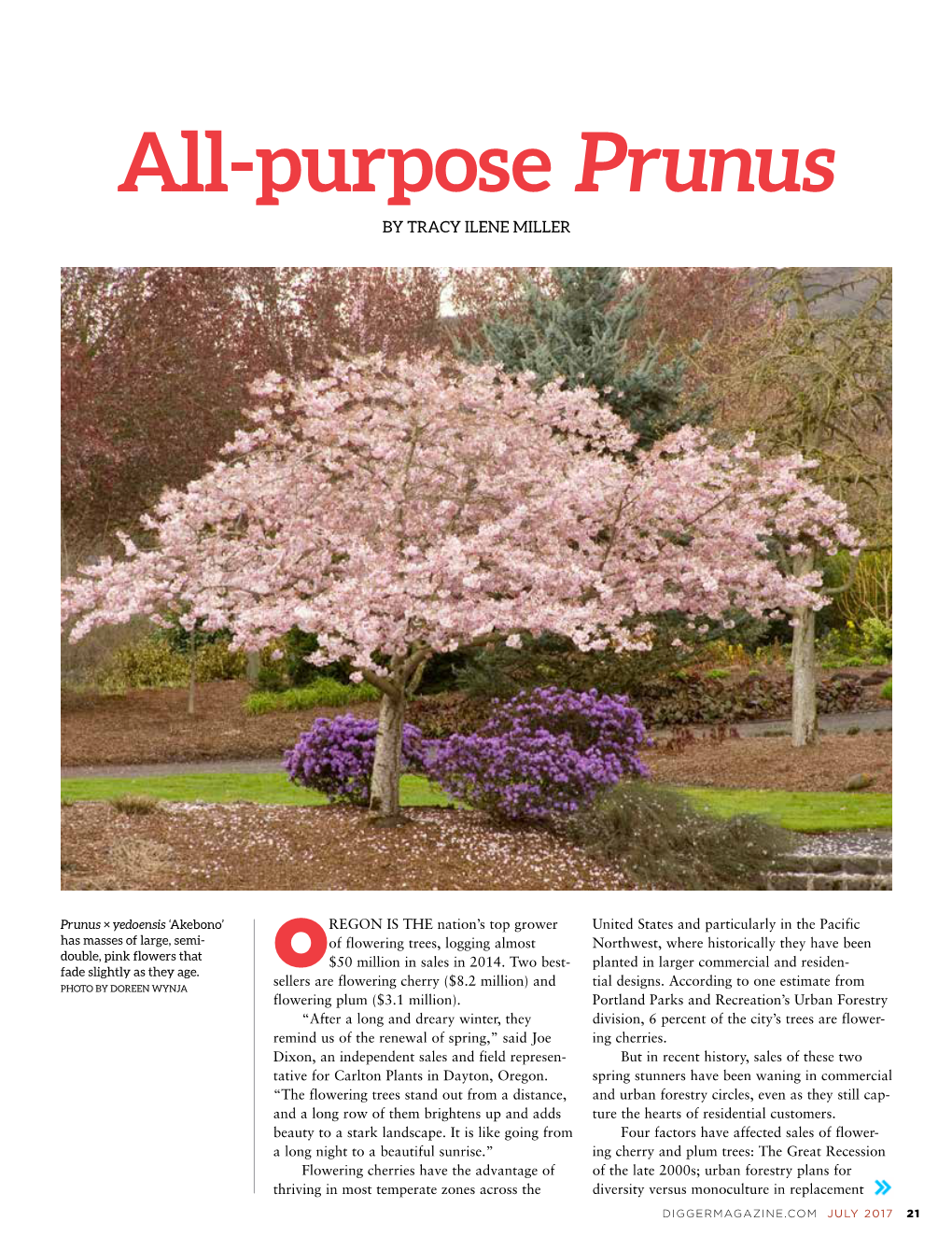 All-Purpose Prunus by TRACY ILENE MILLER