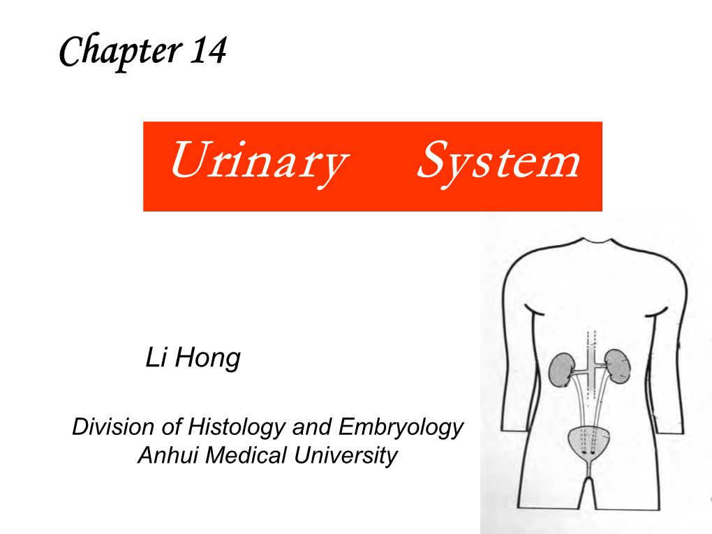 Urinary System