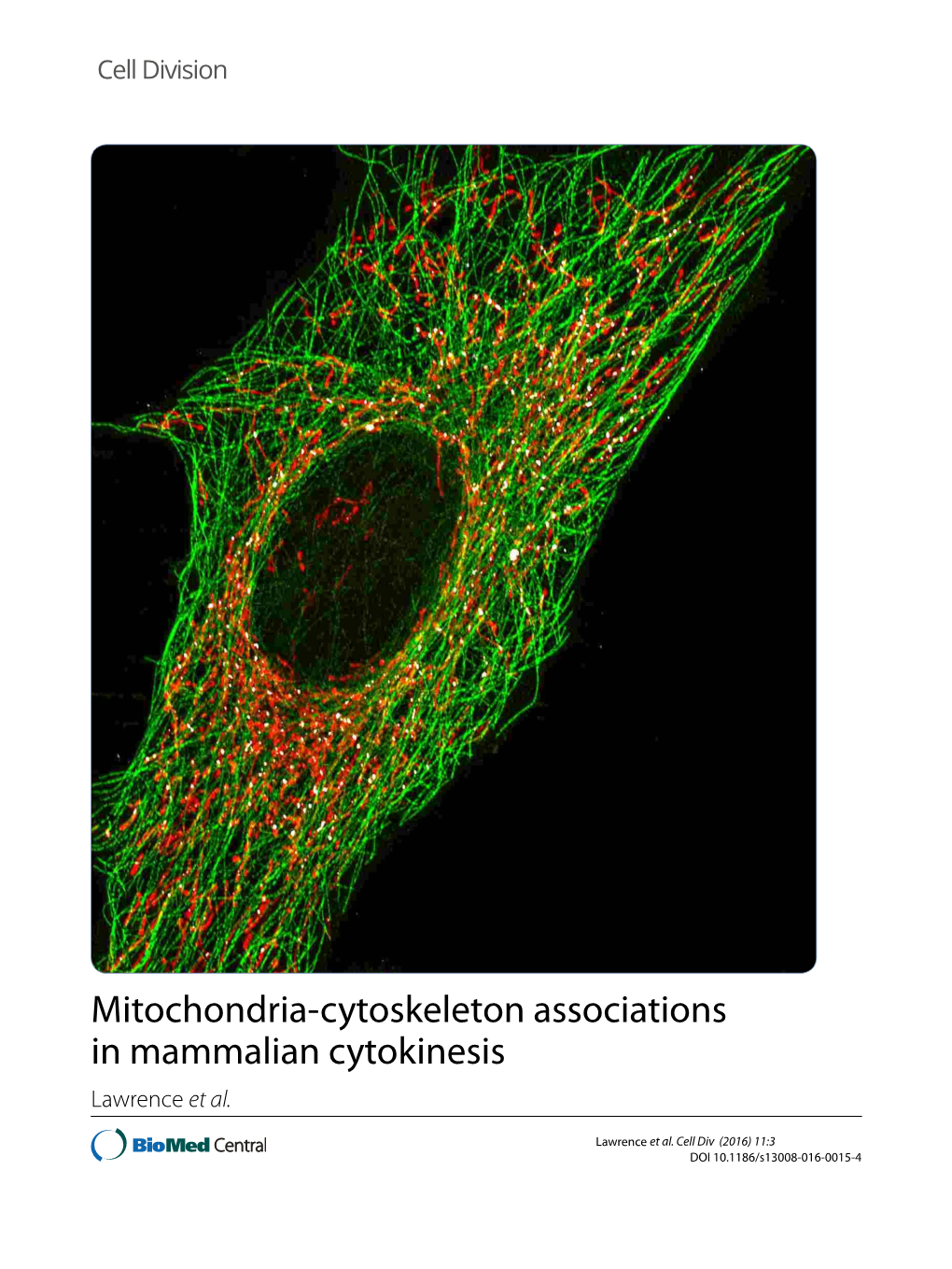 Mitochondria-Cytoskeleton Associations In