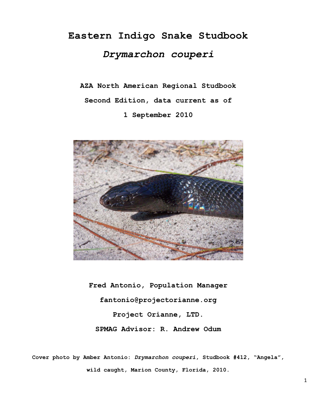 Eastern Indigo Snake Studbook Drymarchon Couperi