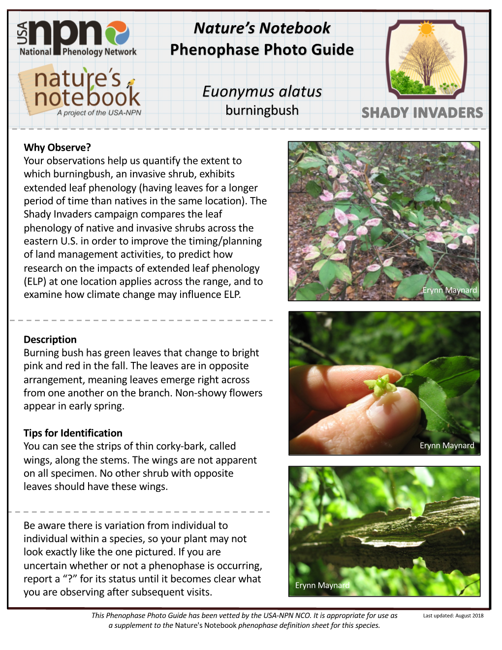 Nature's Notebook Phenophase Photo Guide Euonymus Alatus