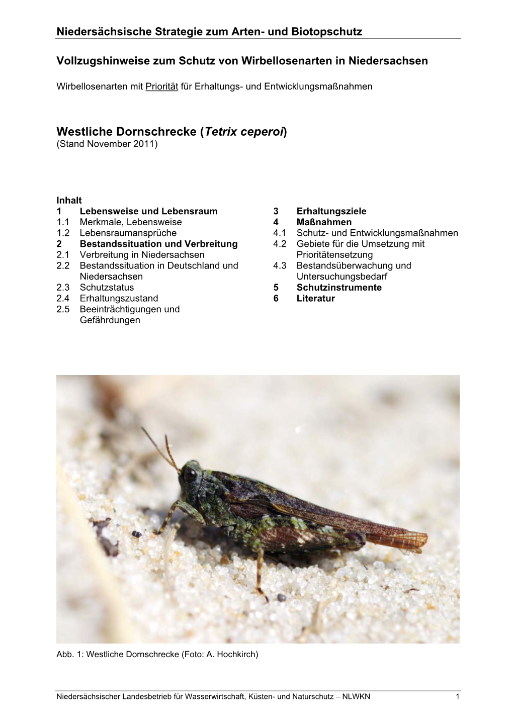 Westliche Dornschrecke (Tetrix Ceperoi) (Stand November 2011)