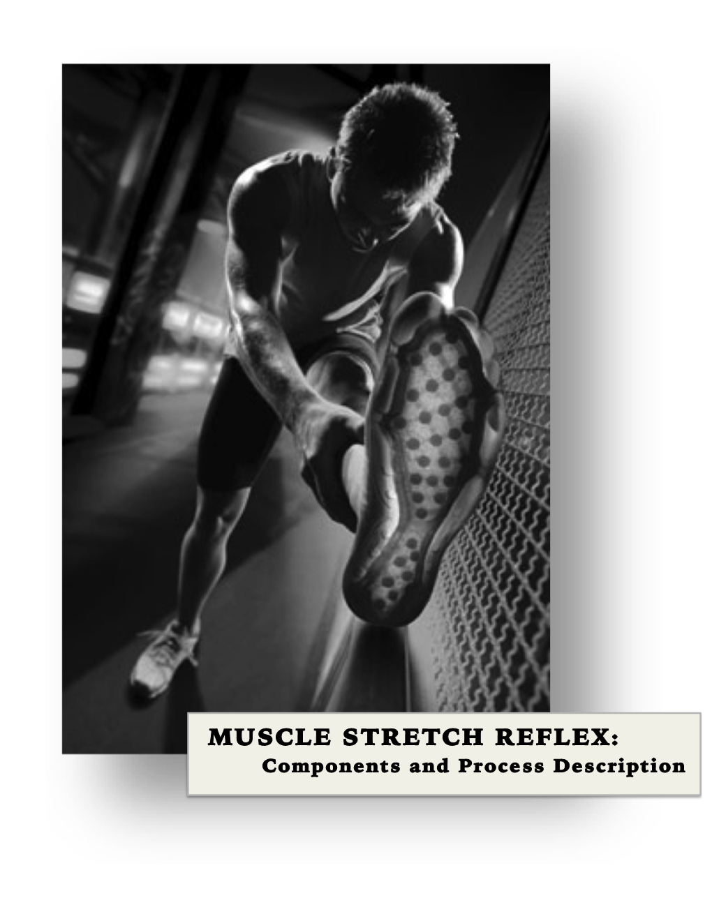 MUSCLE STRETCH REFLEX: Components and Process Description