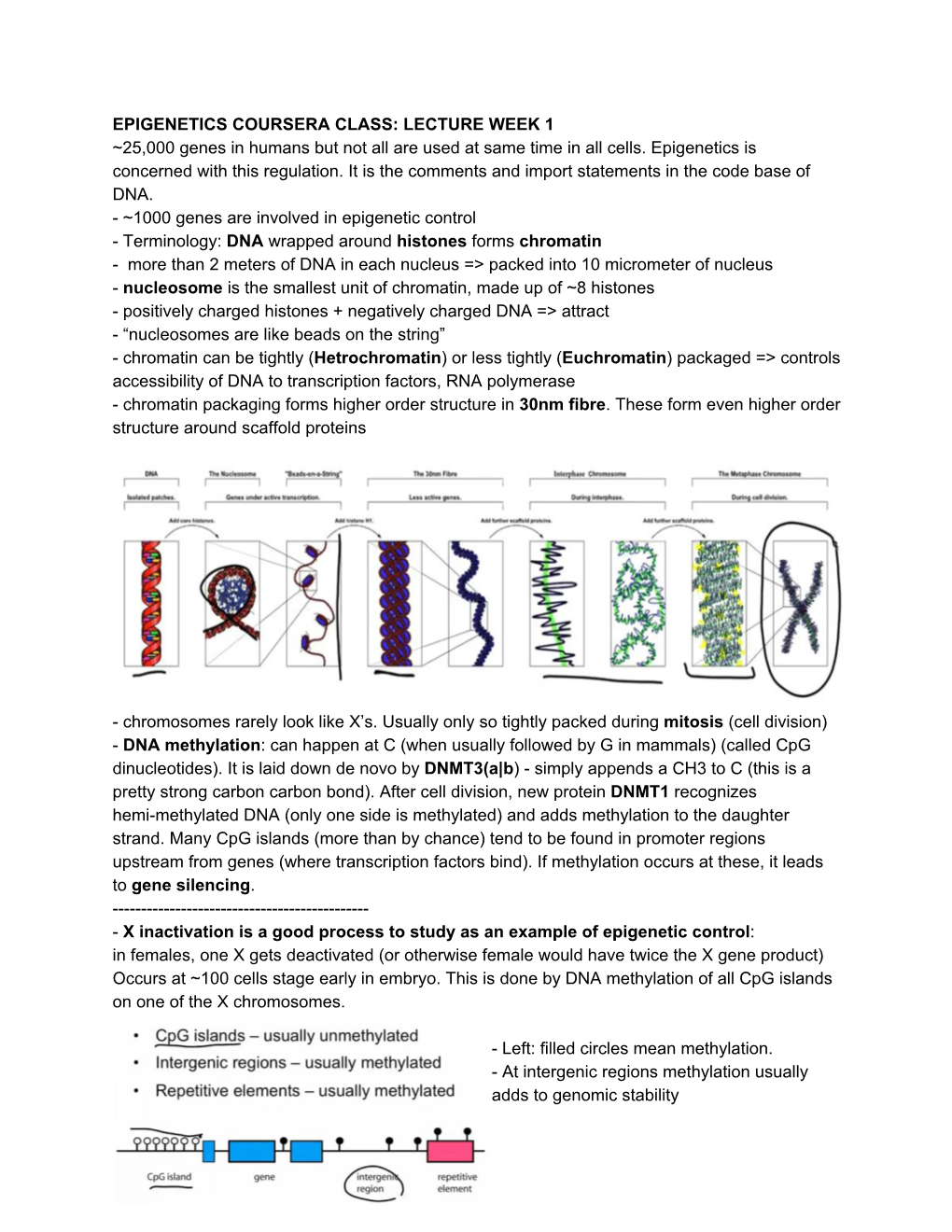 EPIGENETICS COURSERA CLASS: LECTURE WEEK 1 ~25,000 Genes in Humans but Not All Are Used at Same Time in All Cells