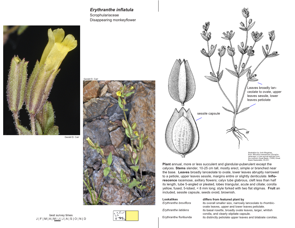 Erythranthe Inflatula Scrophulariaceae Disappearing Monkeyflower