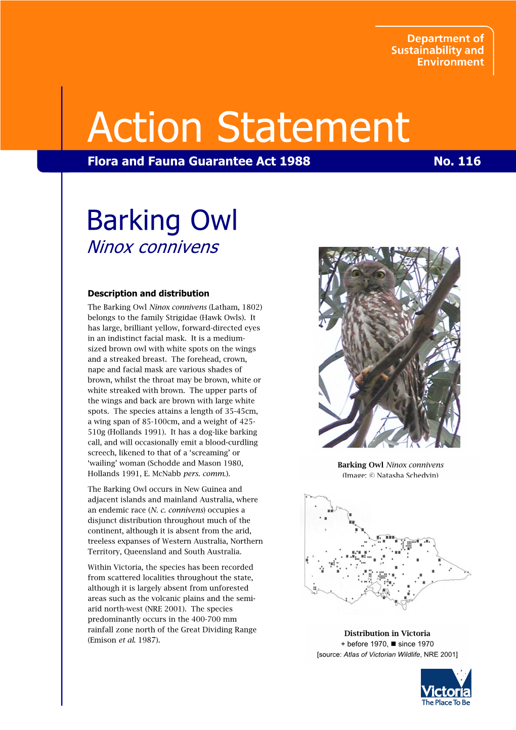 Barking Owl Ninox Connivens