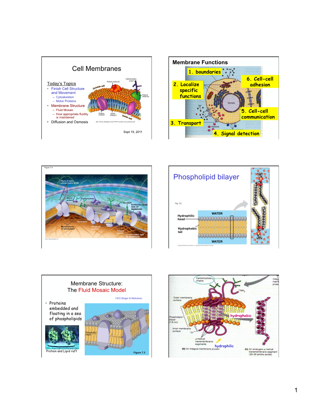 Phospholipid Bilayer Fibers of Extra- Cellular Matrix (ECM)