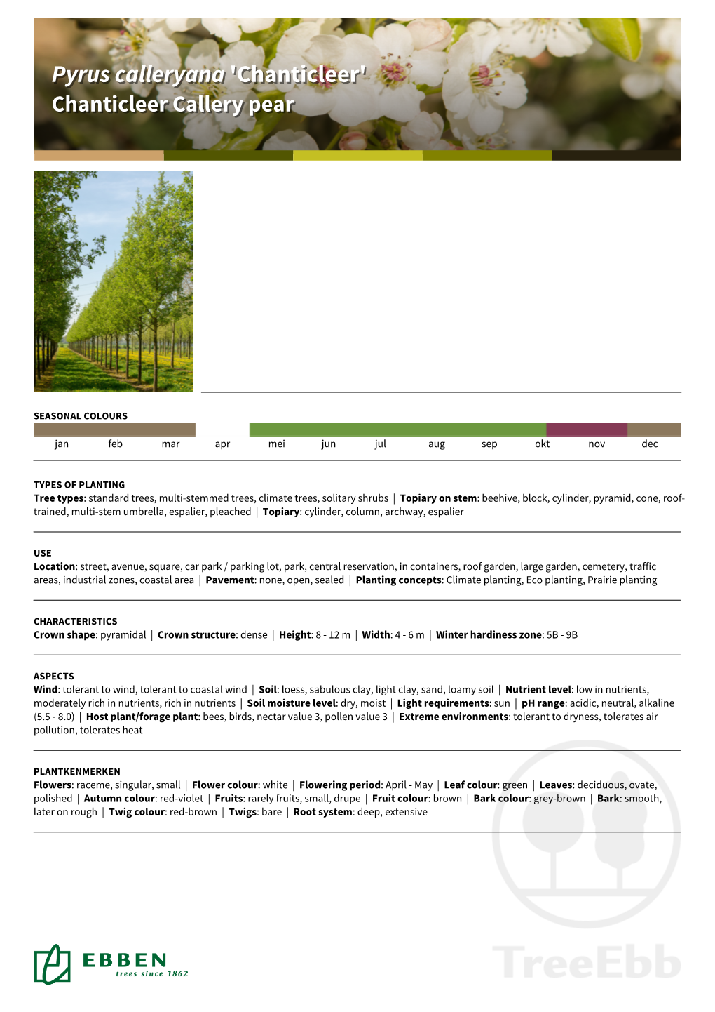 Pyrus Calleryana 'Chanticleer'