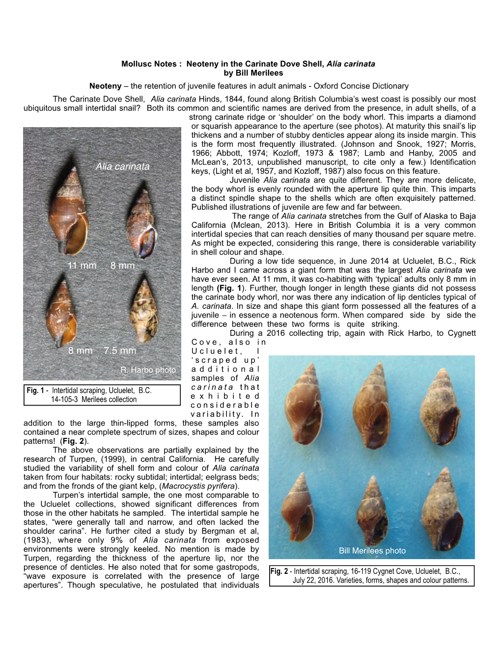 Neoteny in the Carinate Dove Shell, Alia Carinata