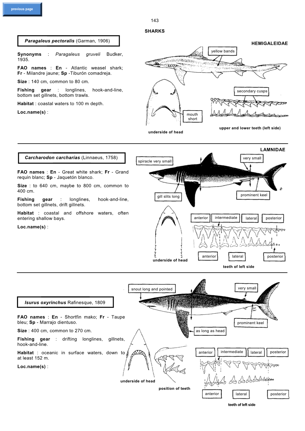 143 SHARKS Paragaleus Pectoralis (Garman, 1906) Synonyms : Paragaleus Gruveli Budker, 1935. FAO Names : En